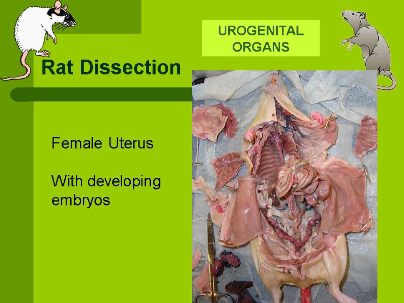 Rat Dissection UROGENITAL ORGANS  Female Uterus  With developing embryos